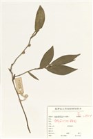 藏品(柚葉藤)的圖片